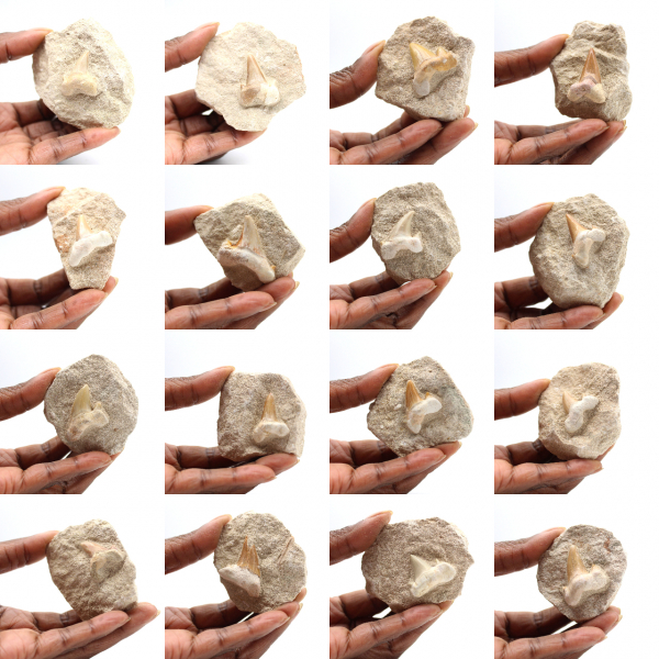 Dente fossile di Otodus