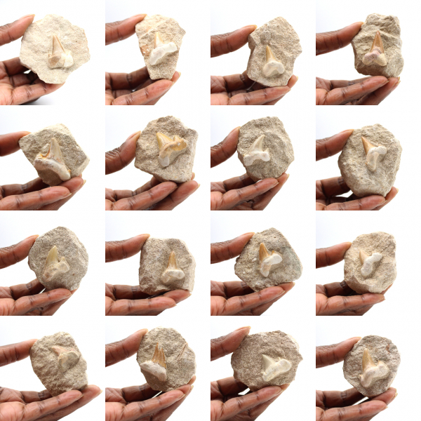 Dente fossile di Otodus