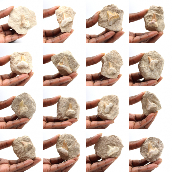 Dente fossile di Otodus
