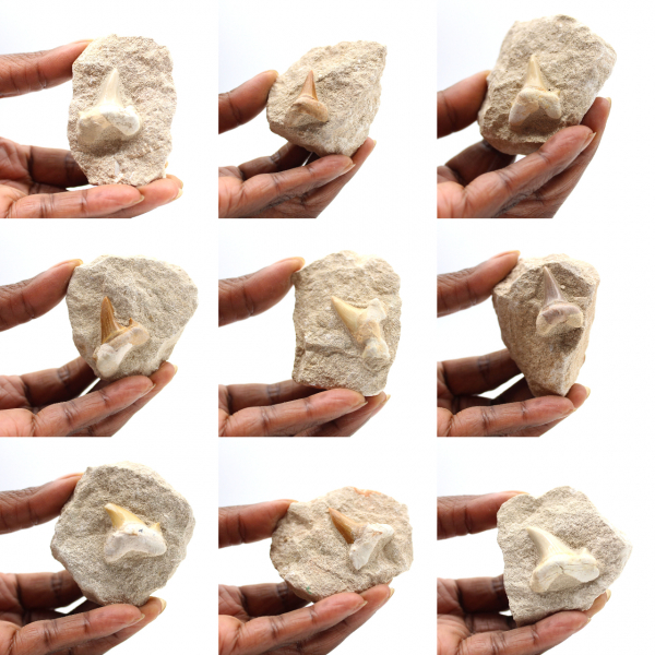 Dente fossile di Otodus dal Marocco