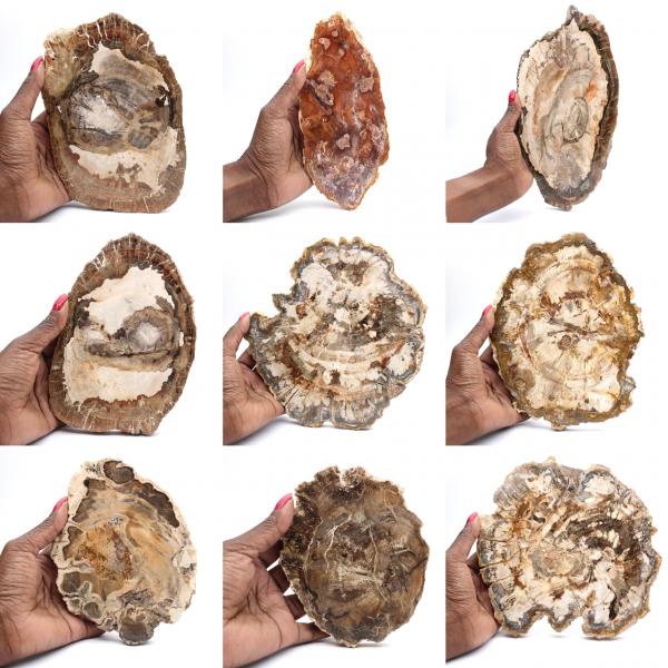 Fetta di legno pietrificato lucidato, piccolo ornamento fossile, Madagascar