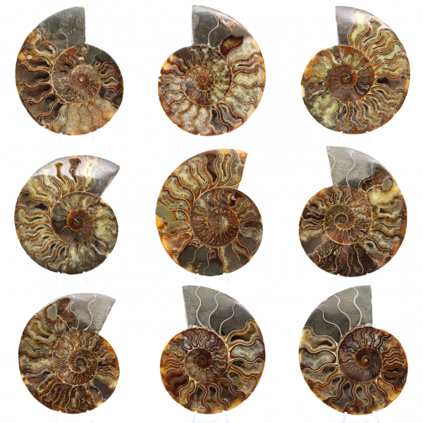 Fossile di ammonite segato e lucidato: brillantezza naturale dal Madagascar