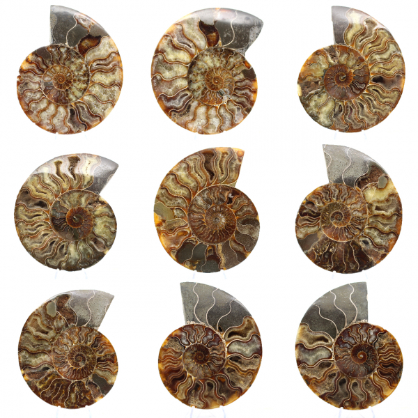 Fossile di ammonite segato e lucidato: brillantezza naturale dal Madagascar
