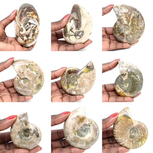 Esemplare di ammonite dal Madagascar - Fossile lucidato per collezionisti