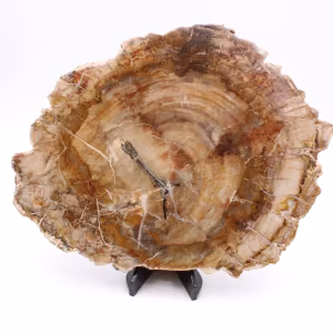 Legno pietrificato