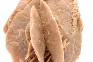 Rosa del deserto