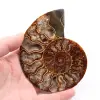 Fossili di ammoniti - 0