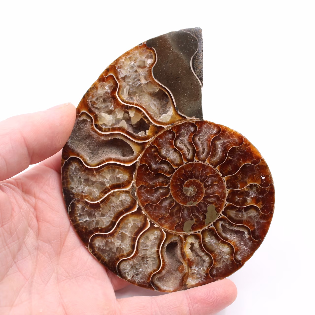 Fossili di ammoniti