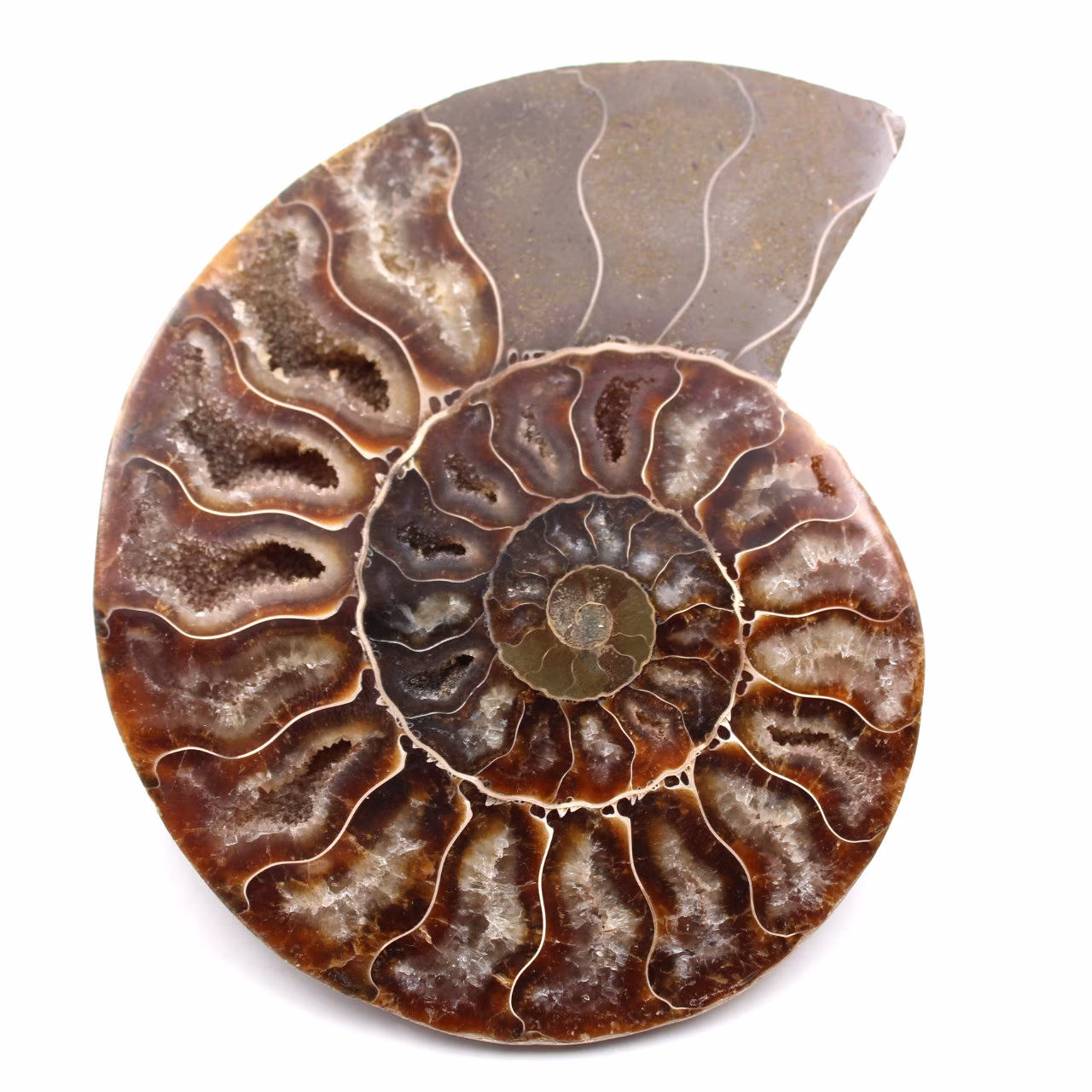 Fossili di ammoniti