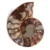 Fossili di ammoniti - 0