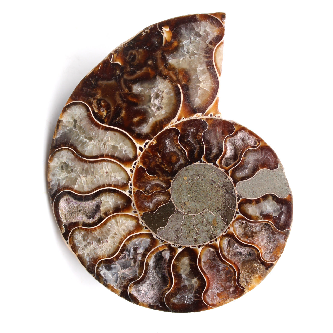 Fossili di ammoniti