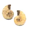 Fossili di ammoniti a doppio taglio e lucidati - 0