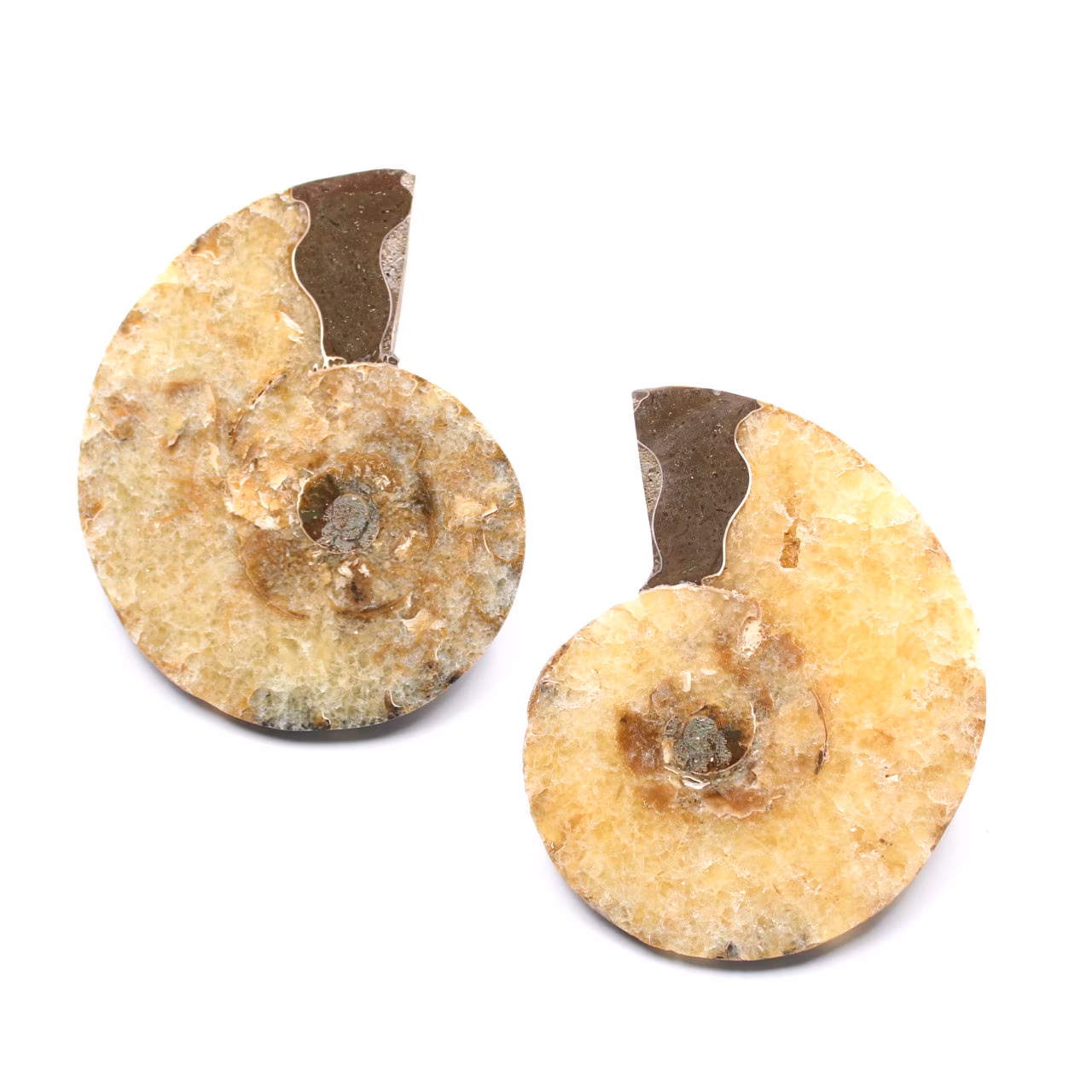 Fossili di ammoniti a doppio taglio e lucidati