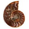 Fossili di ammoniti - 0