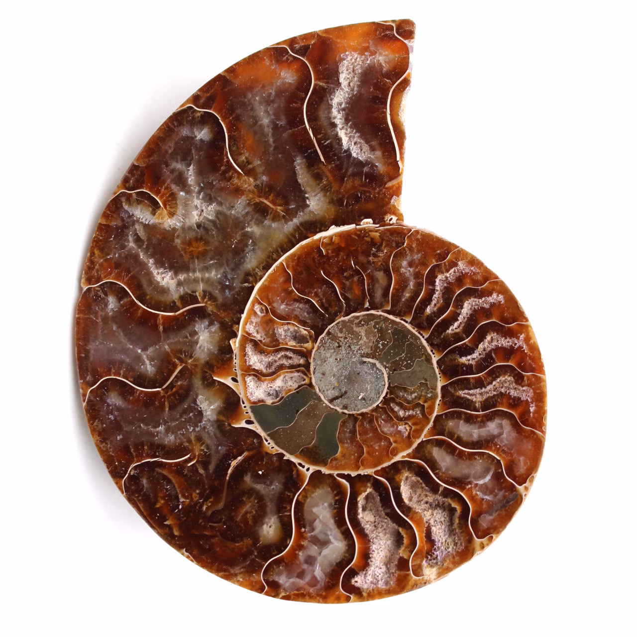 Fossili di ammoniti