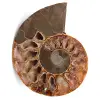 Fossili di ammoniti - 0