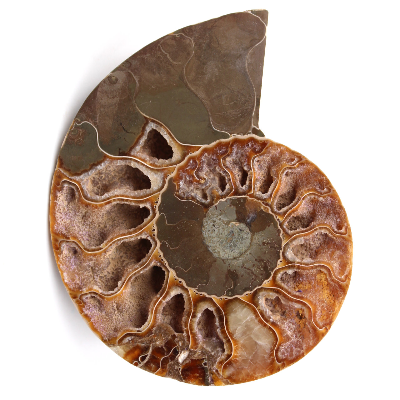 Fossili di ammoniti