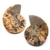 Fossili di ammoniti a doppio taglio e lucidati - 0