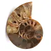 Fossili di ammoniti - 0