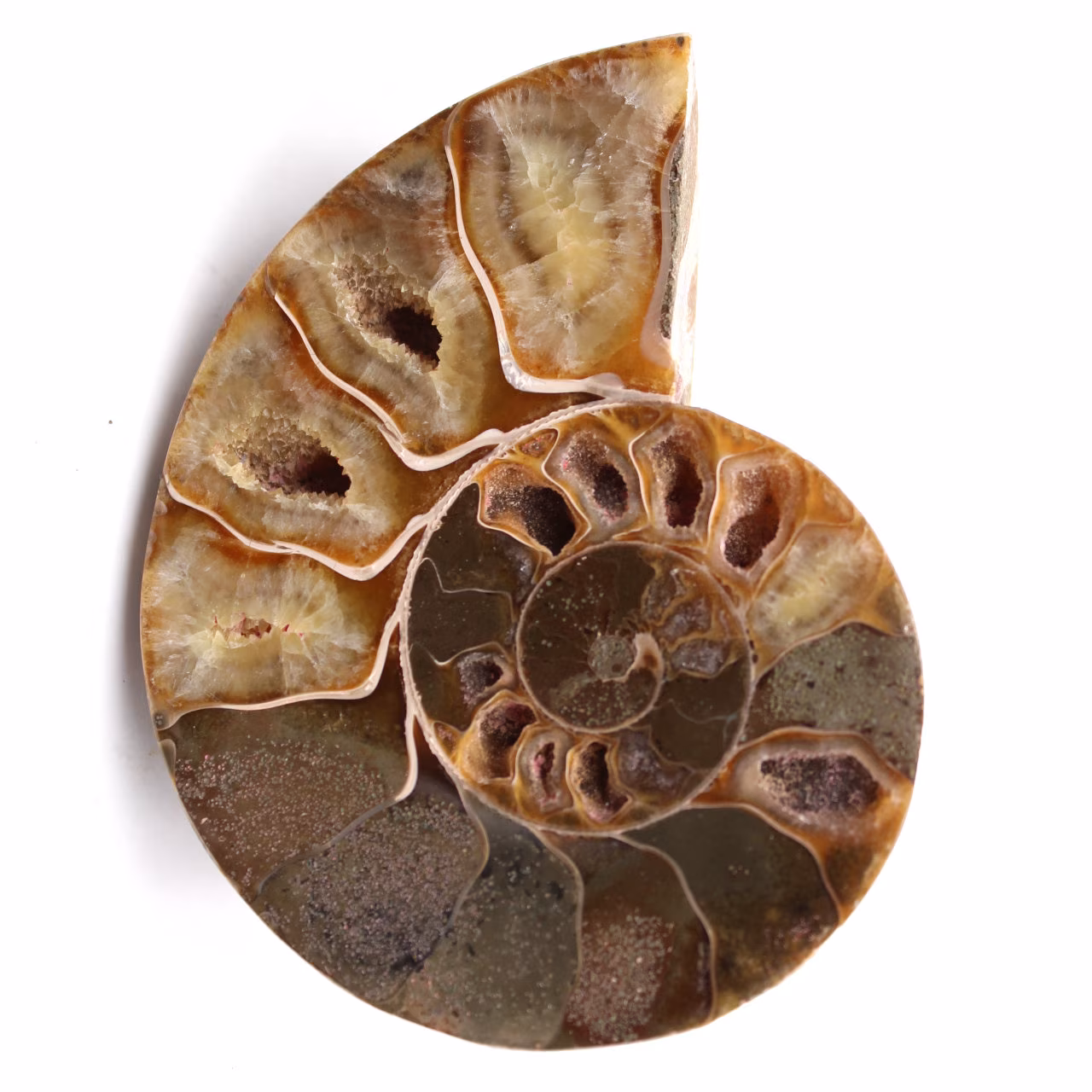 Fossili di ammoniti