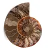 Fossili di ammoniti - 0