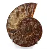 Ammonite segato e lucidato in un unico pezzo - 0