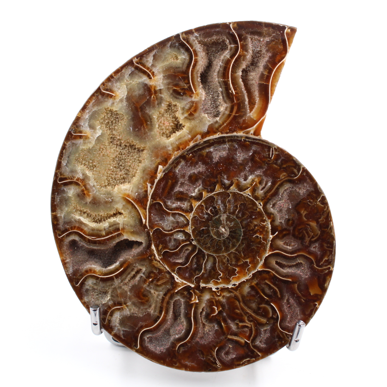 Ammonite segato e lucidato in un unico pezzo