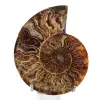 Ammonite segato e lucidato in un unico pezzo - 0