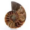 Ammonite segato e lucidato in un unico pezzo - 0
