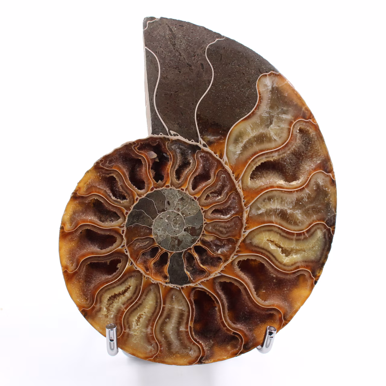 Ammonite segato e lucidato in un unico pezzo