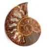 Fossile di ammonite lucido e segato - 0