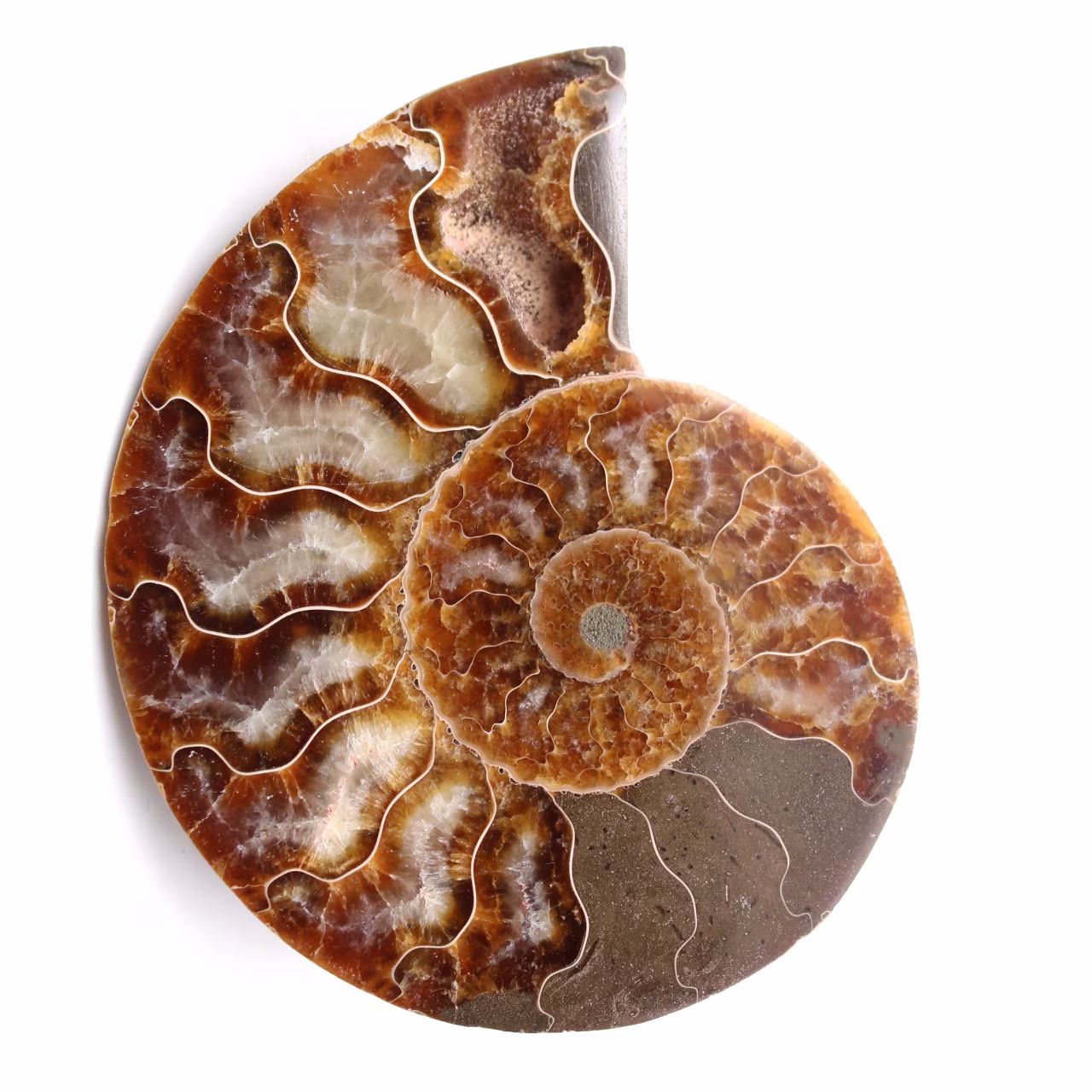 Fossile di ammonite lucido e segato