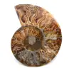 Fossile di ammonite lucido e segato - 0