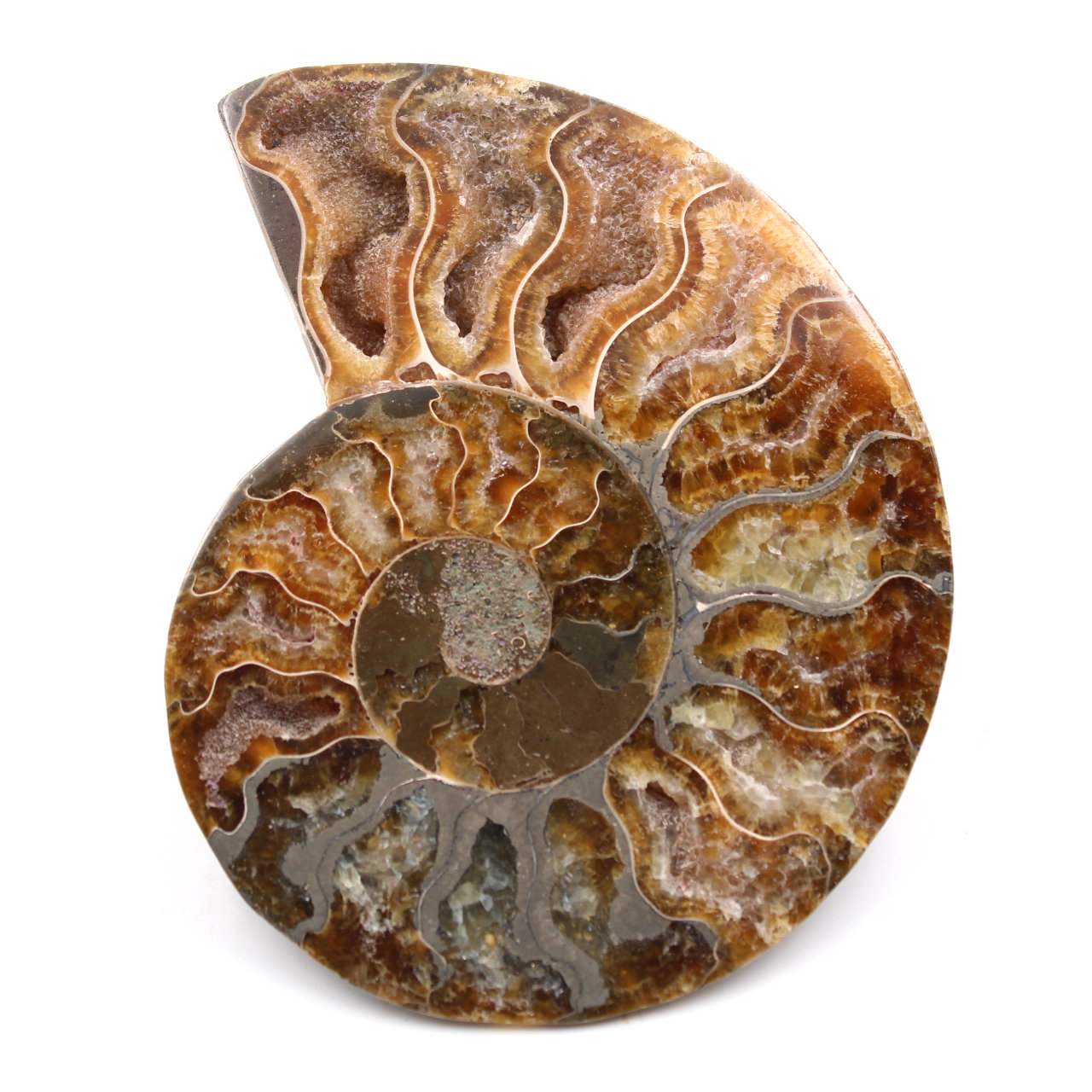 Fossile di ammonite lucido e segato