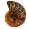 Fossile di ammonite lucido e segato - 0
