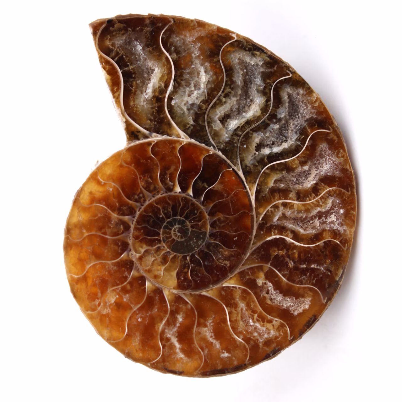 Fossile di ammonite lucido e segato