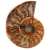 Fossile di ammonite lucido e segato - 0