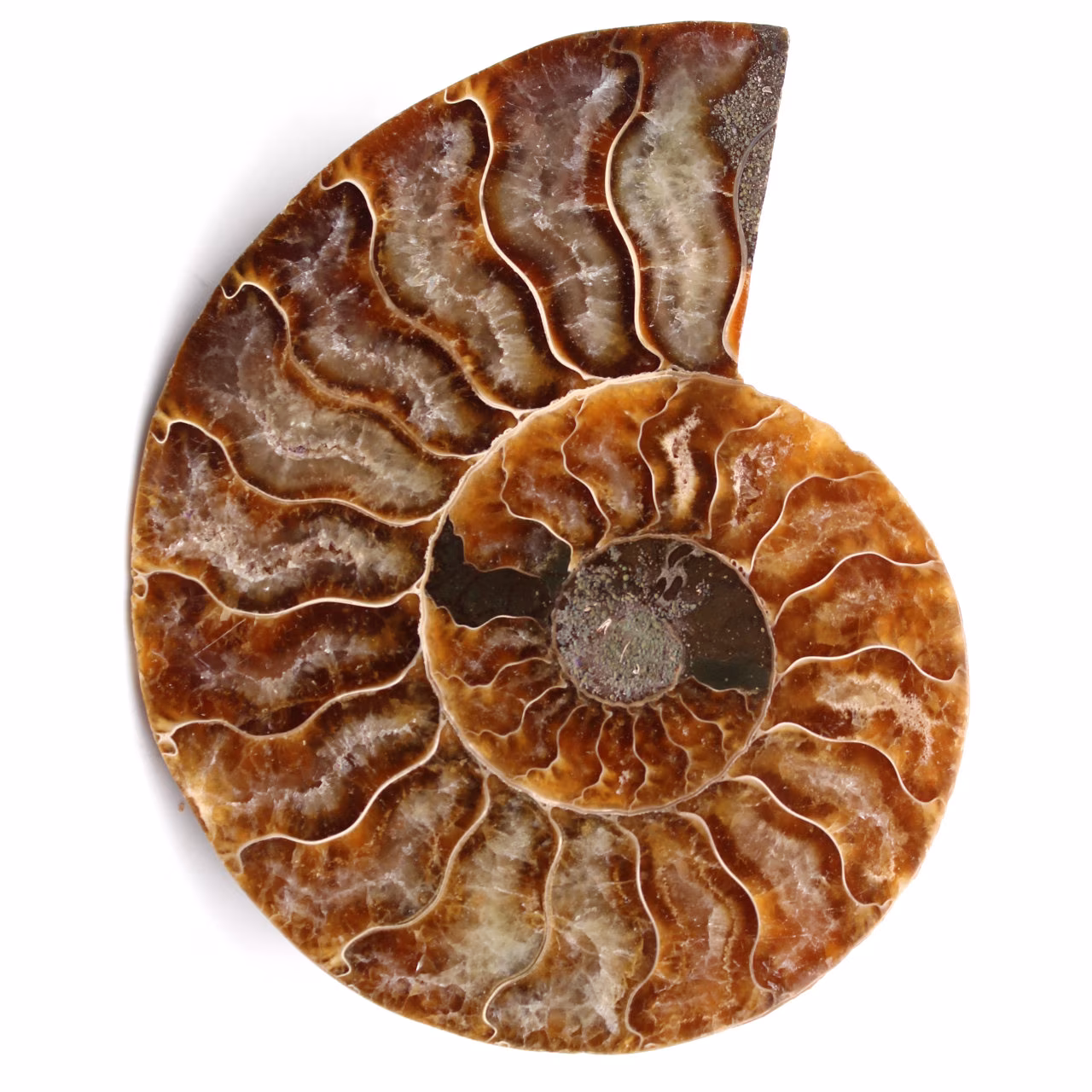 Fossile di ammonite lucido e segato