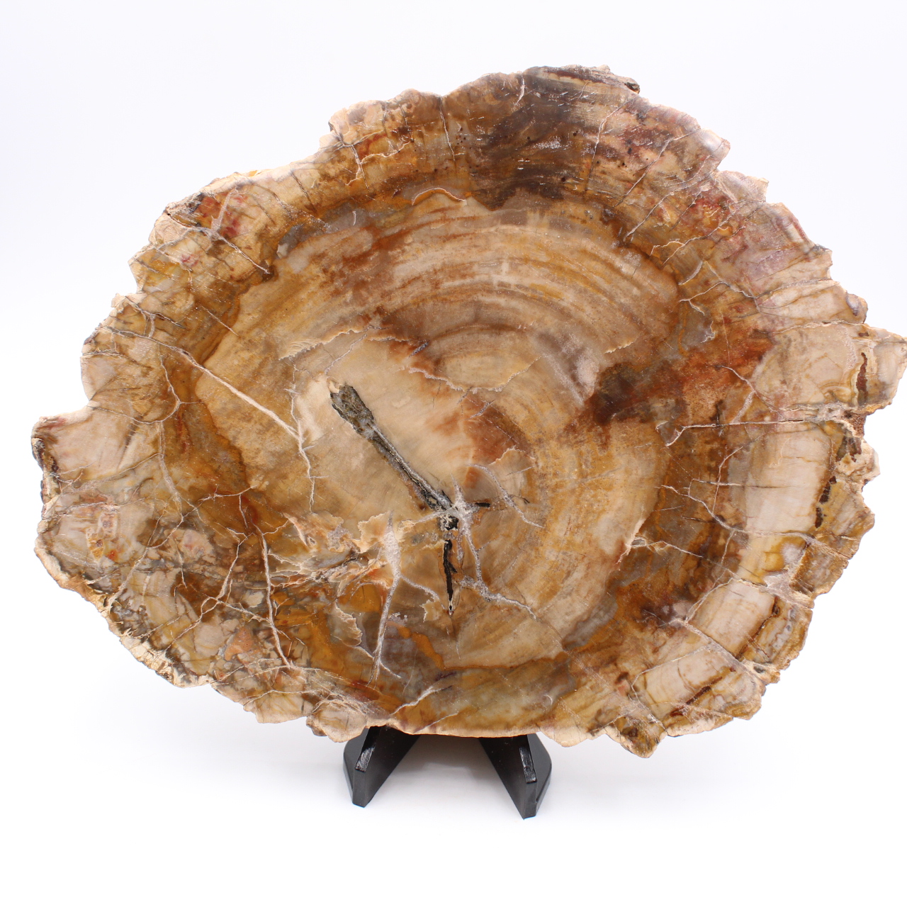 Fetta di legno fossile