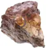 Diaspro Eyespot - 0