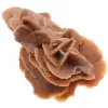 Rosa del deserto - 0