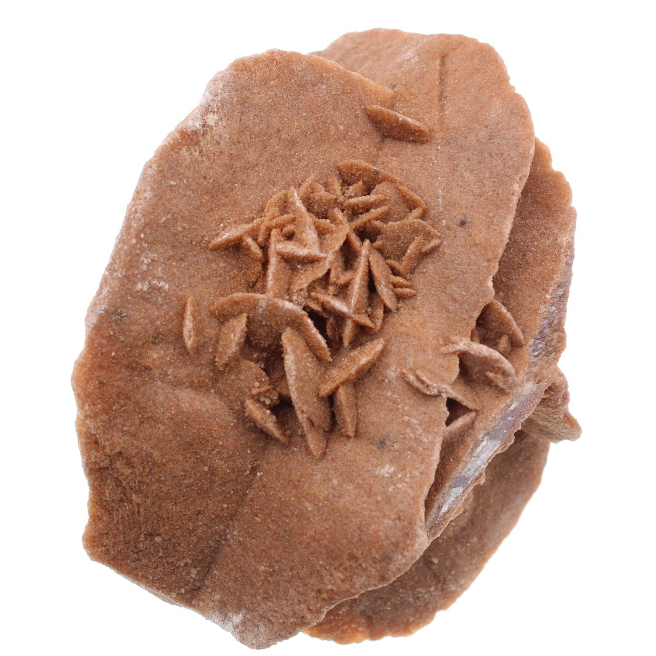 Rosa del deserto