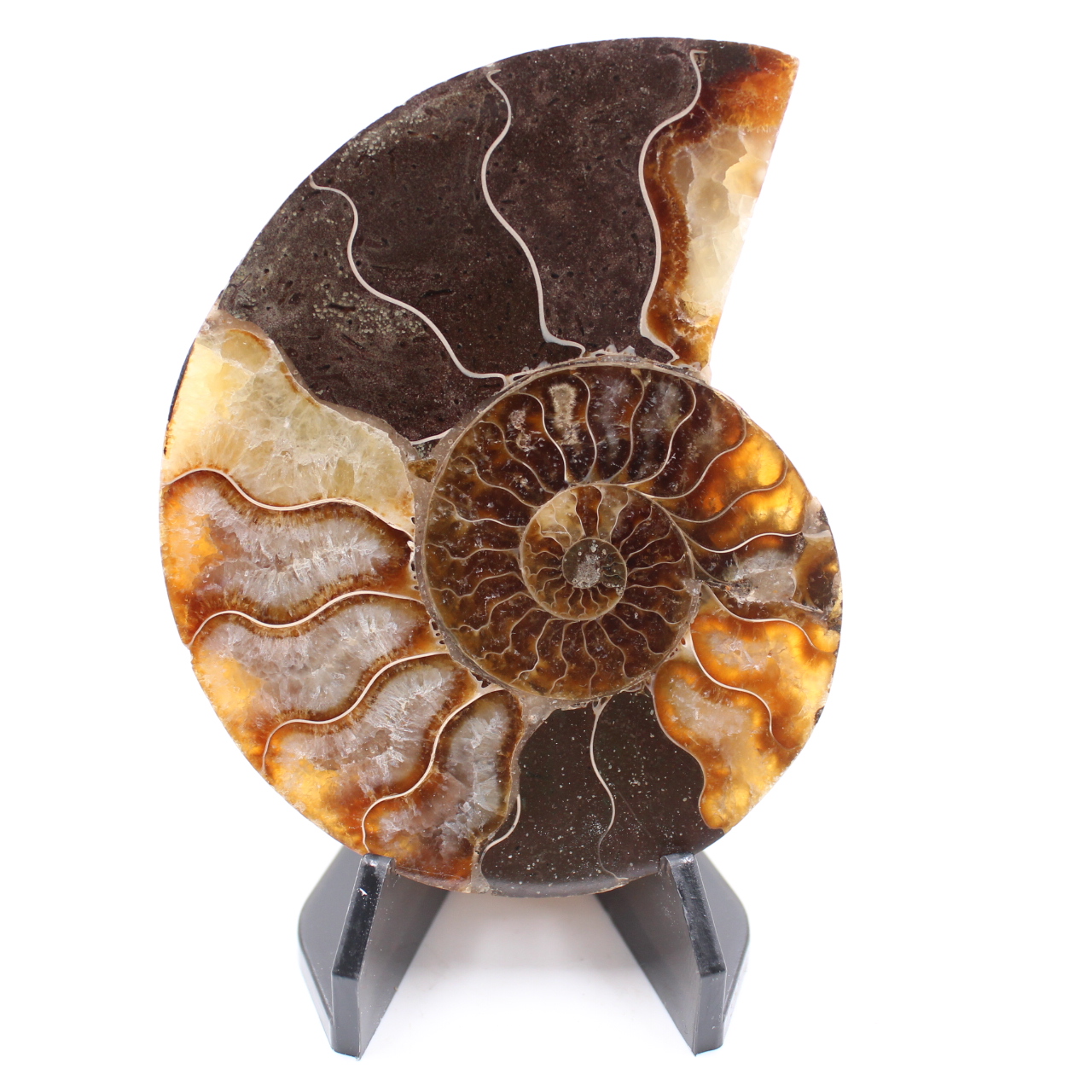 Fossile di ammonite lucido