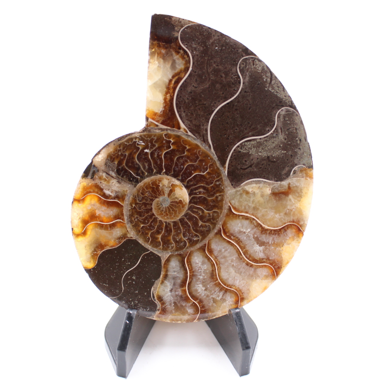 Fossile di ammonite lucido
