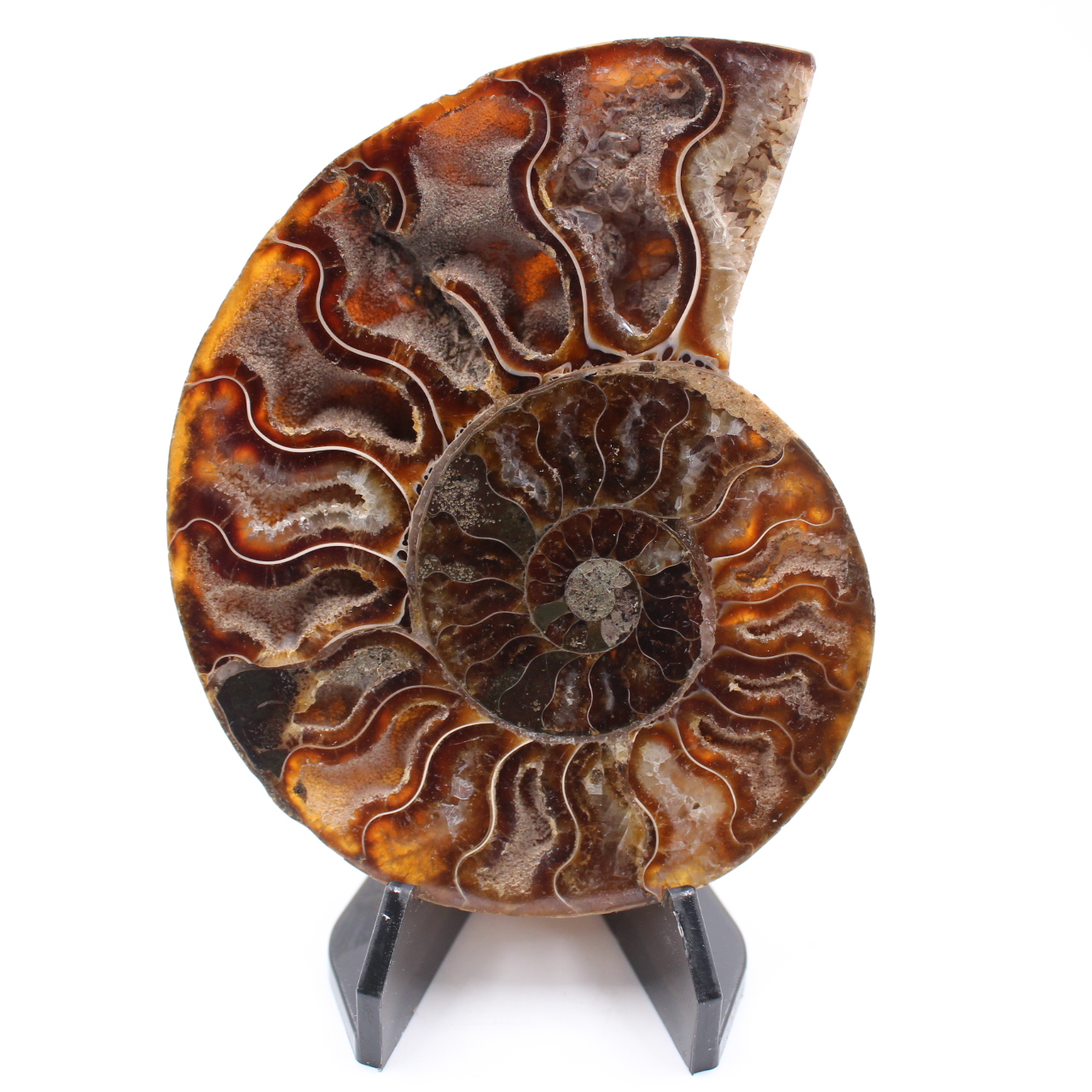 Fossile di ammonite lucido