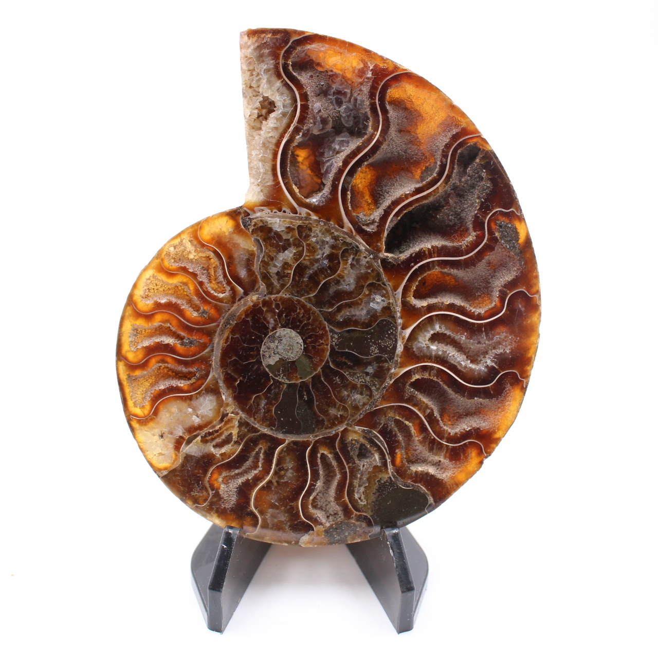 Fossile di ammonite lucido