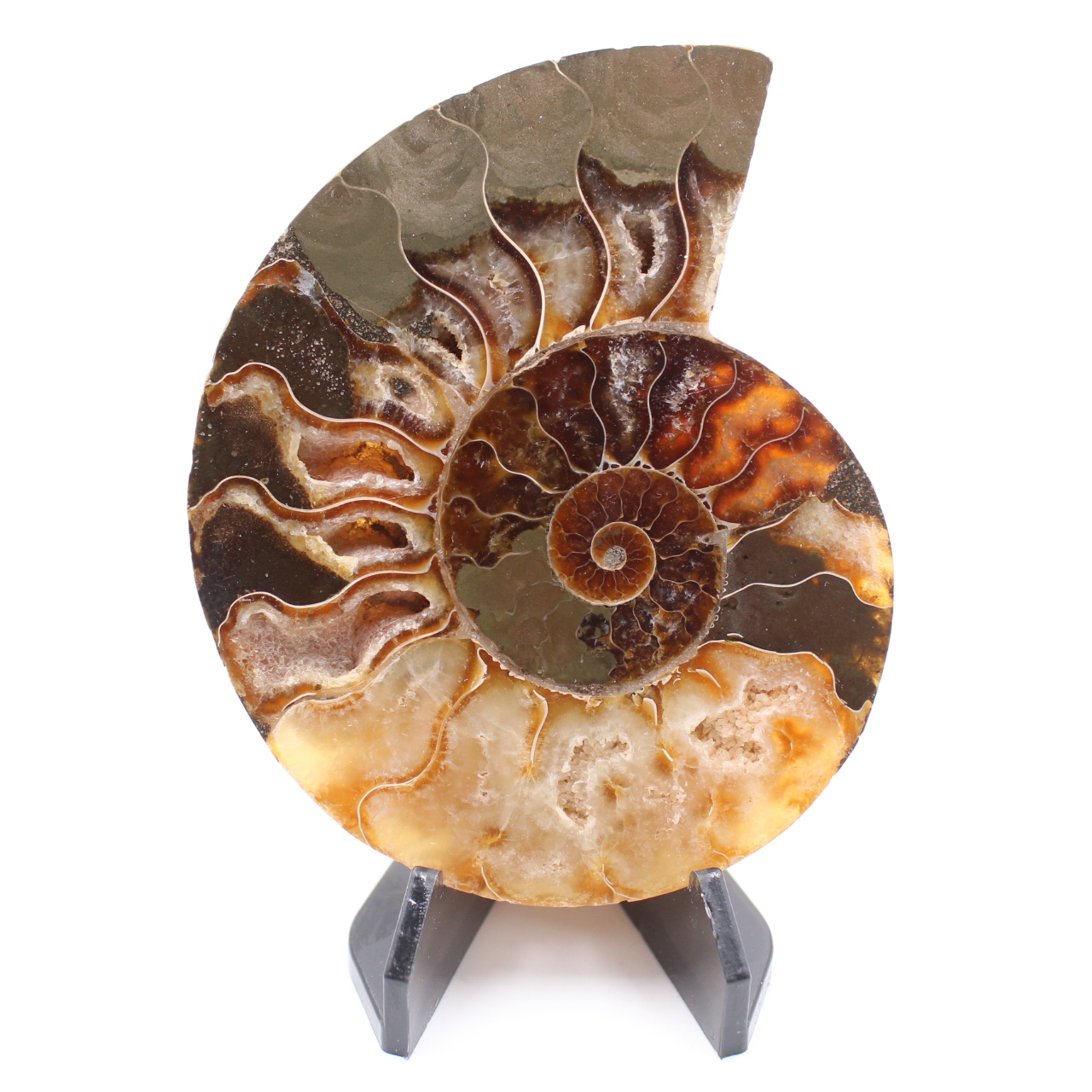 Fossile di ammonite lucido