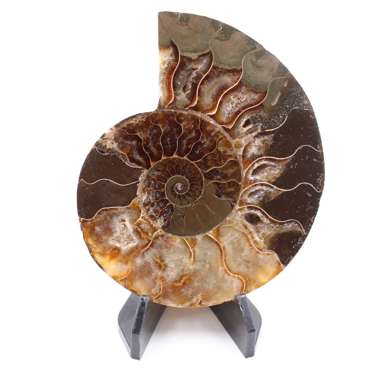 Fossile di ammonite lucido