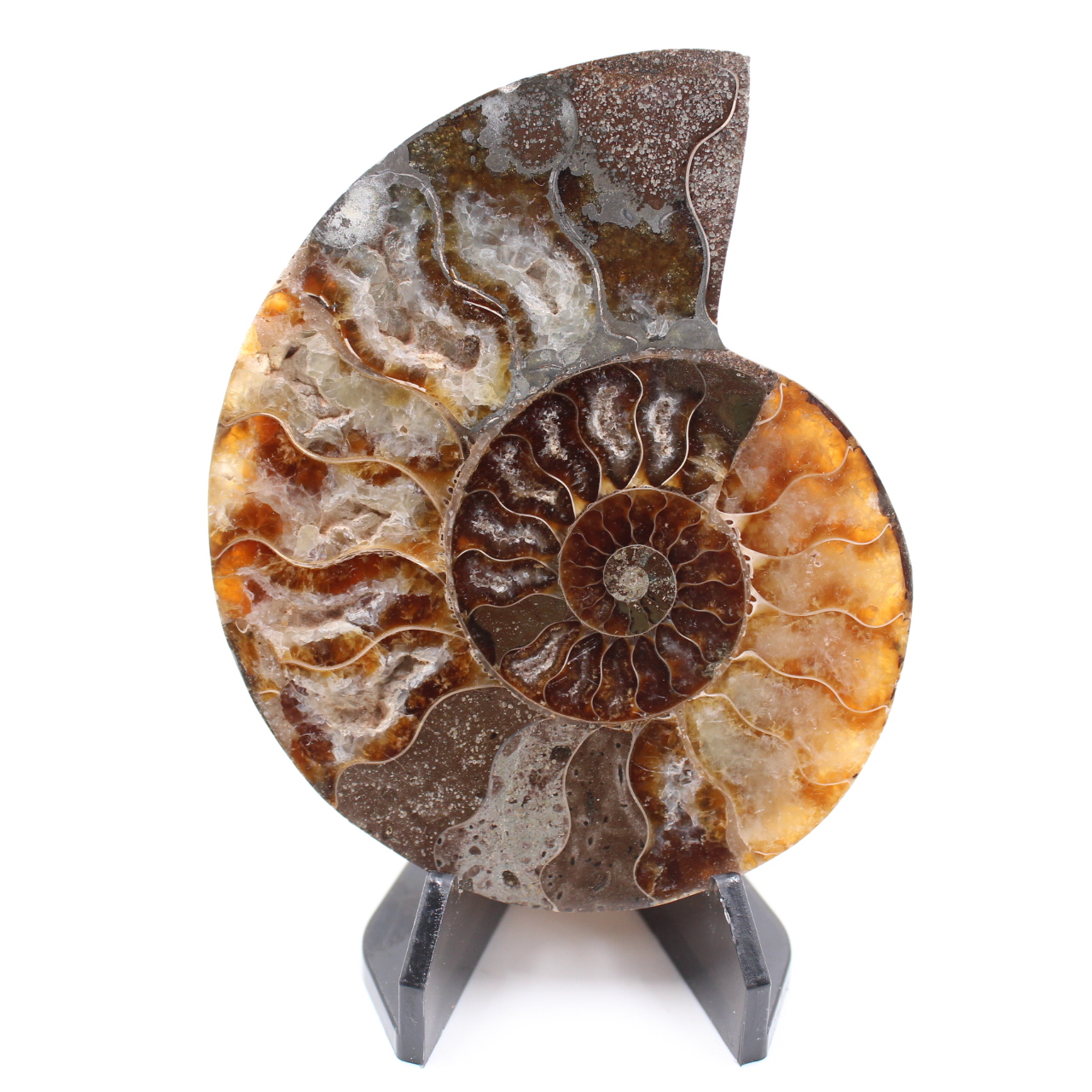 Fossile di ammonite lucido