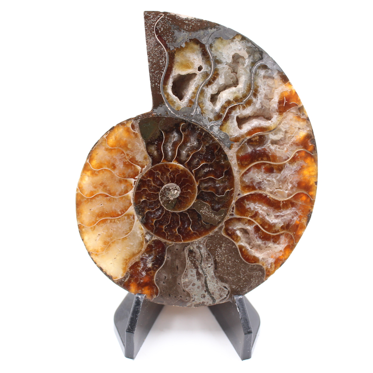 Fossile di ammonite lucido